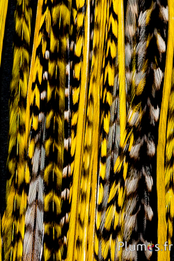 Coq grizzly mèche de 3 plumes - 20-30 cm - jaune